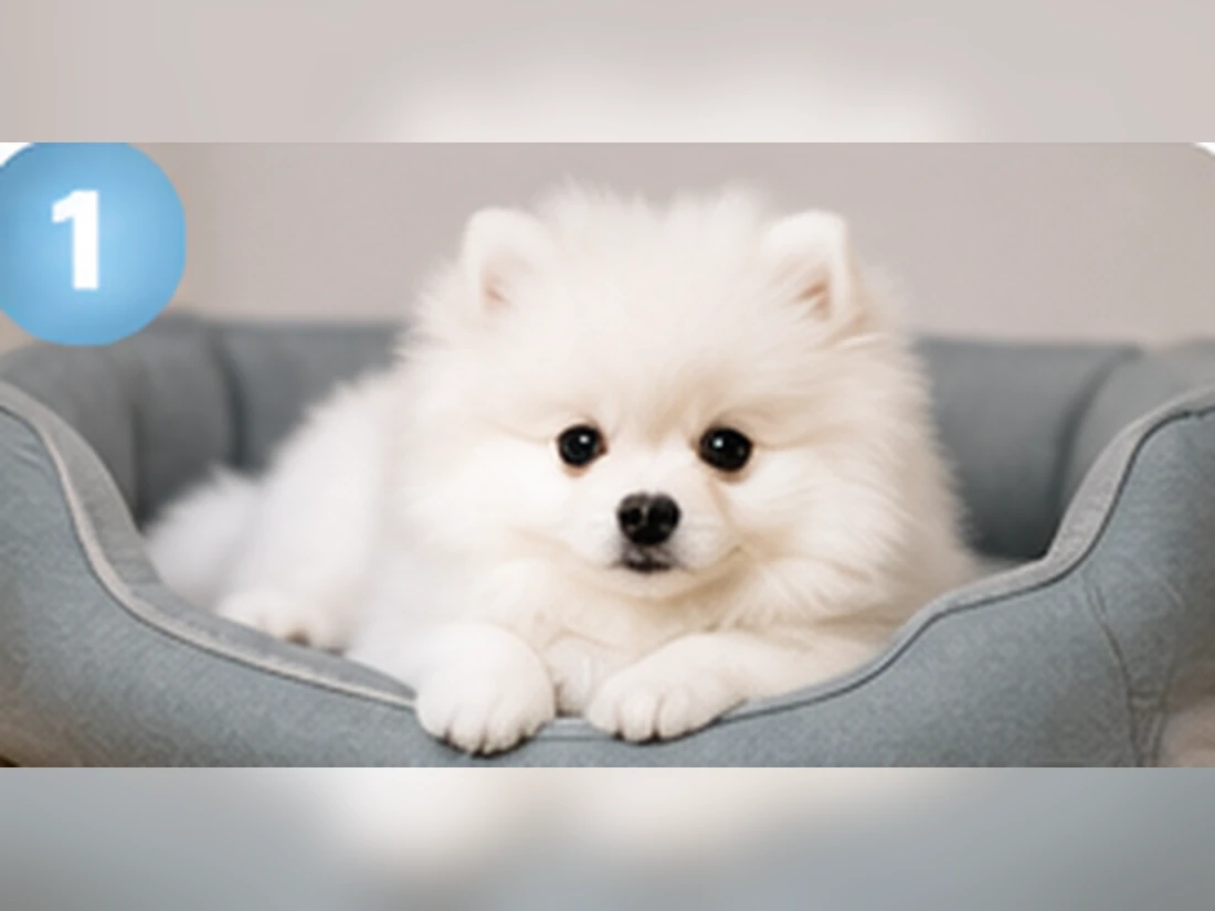 Weißer Pomeranian beim Training: Ankommen & Vertrauen