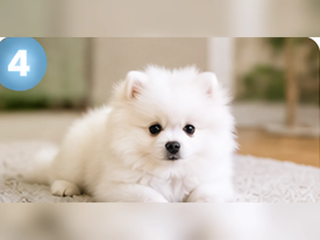 Weißer Pomeranian beim Training: Sitz mit Freigabe