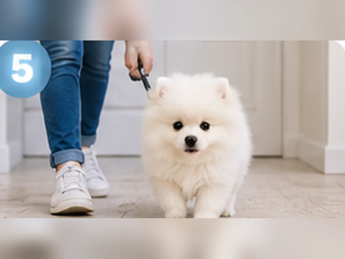 Weißer Pomeranian beim Training: Rückruf als Supersignal