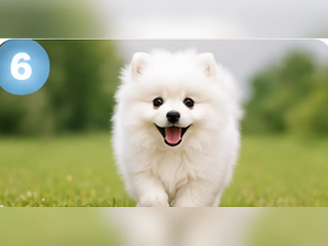 Weißer Pomeranian beim Training: Platz & Entspannung