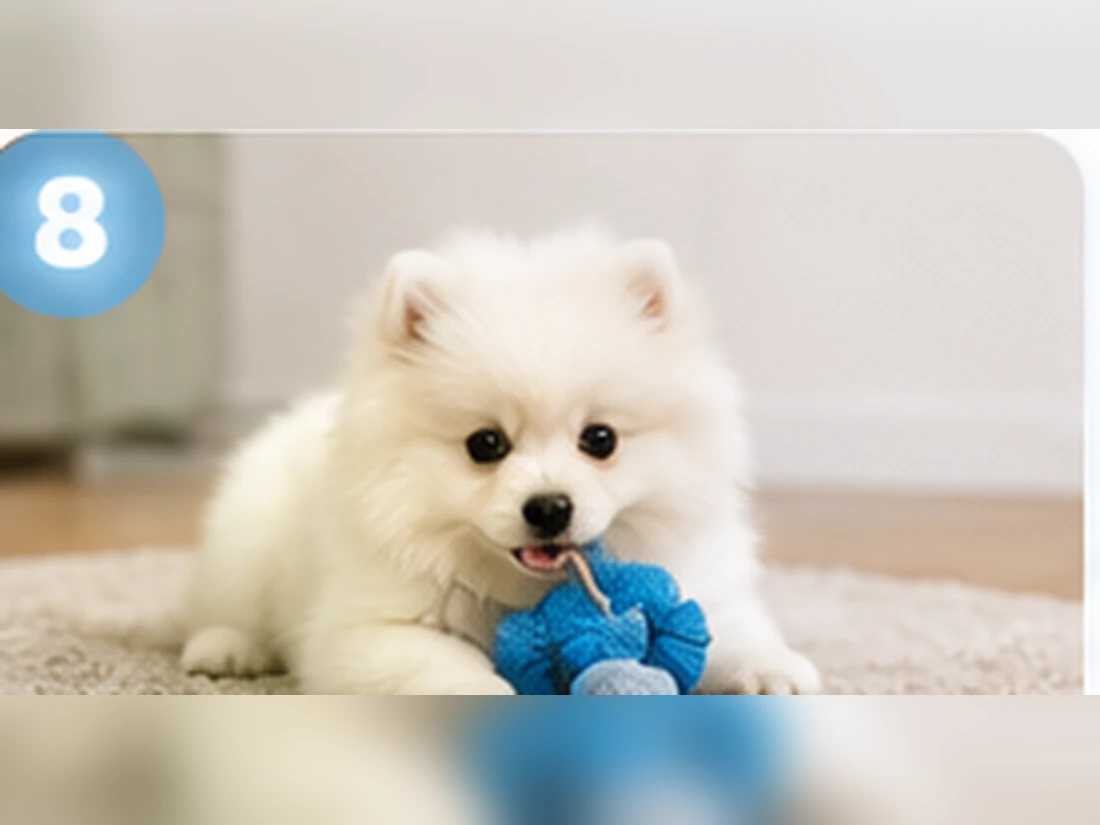 Weißer Pomeranian beim Training: Bleib in kleinen Schritten