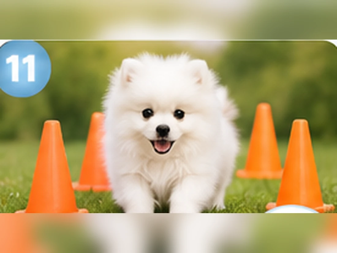 Weißer Pomeranian beim Training: Ruheplatz & Decke