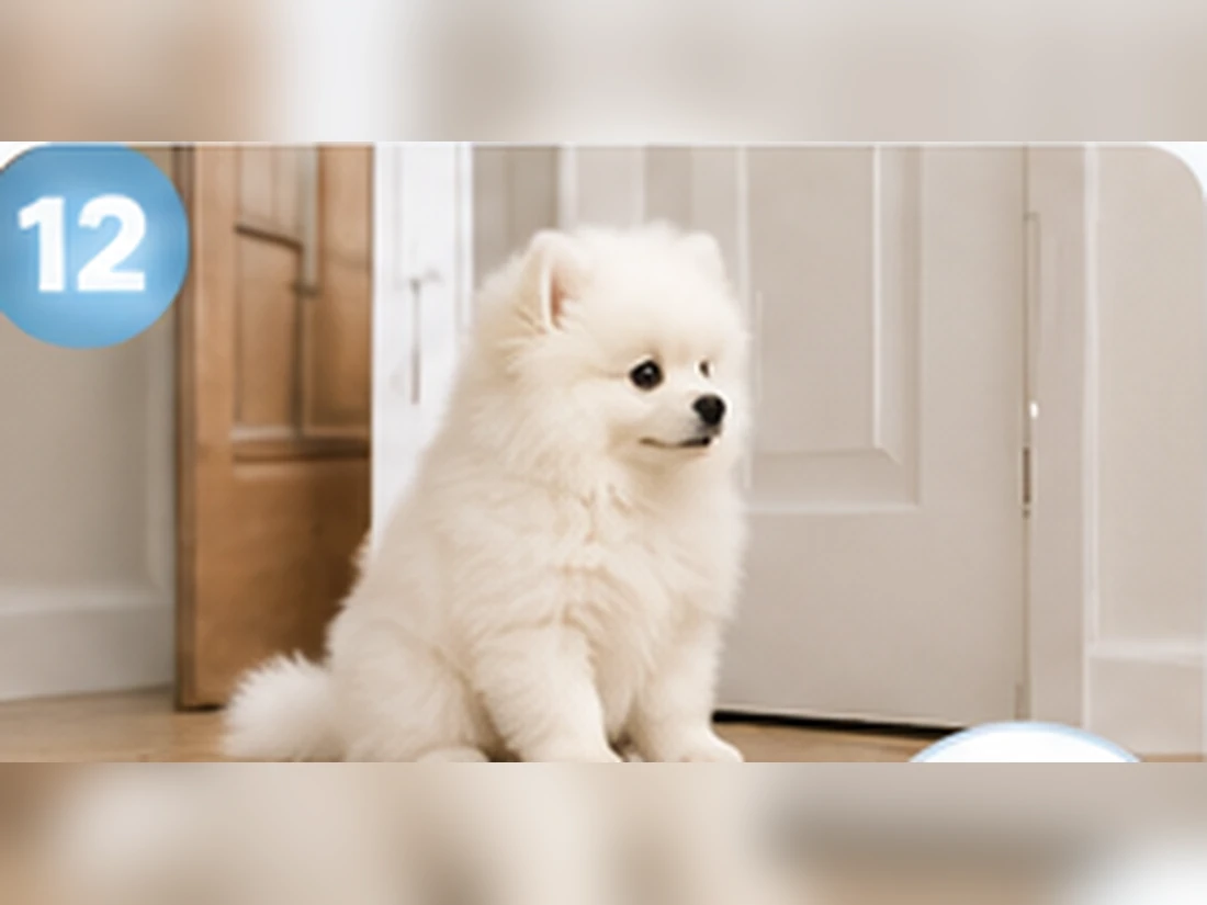 Weißer Pomeranian beim Training: Türtraining