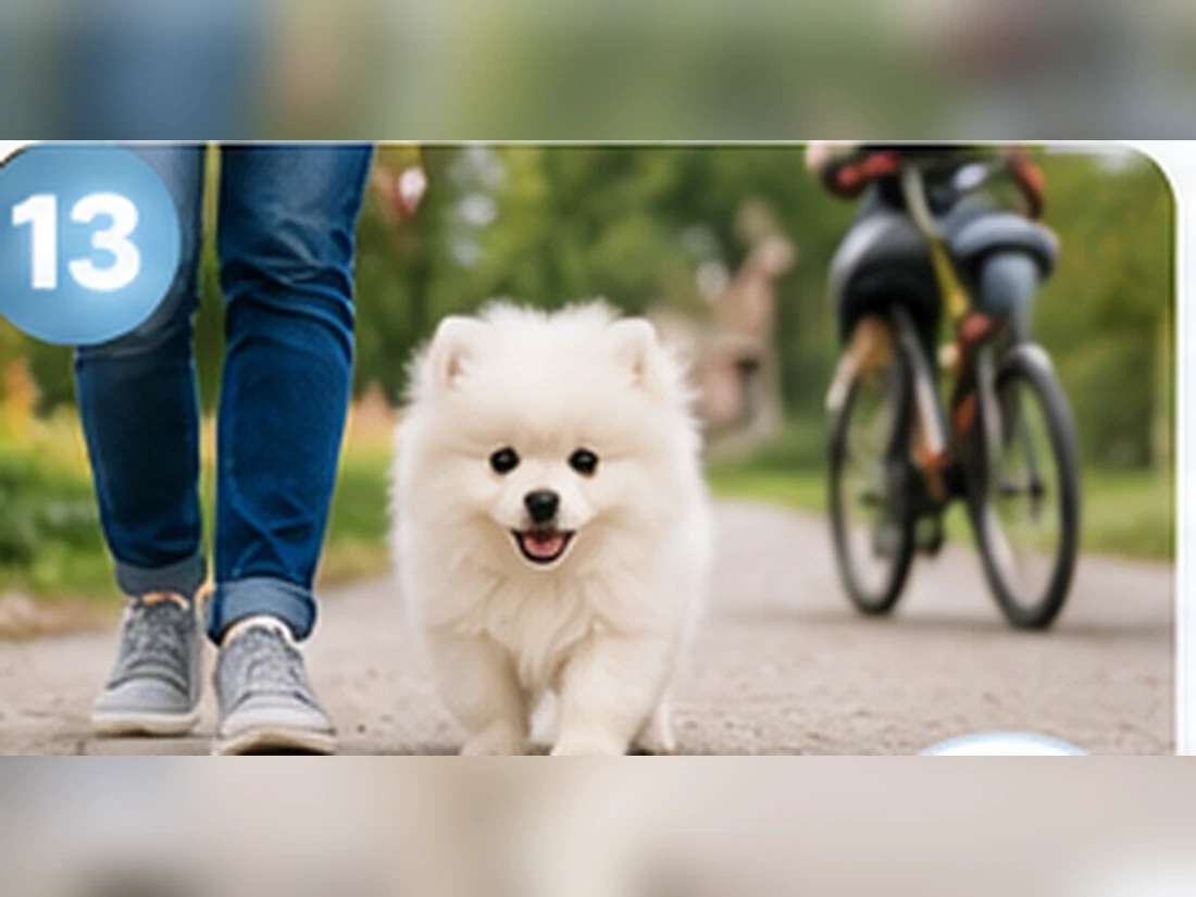 Weißer Pomeranian beim Training: Handling & Pflege