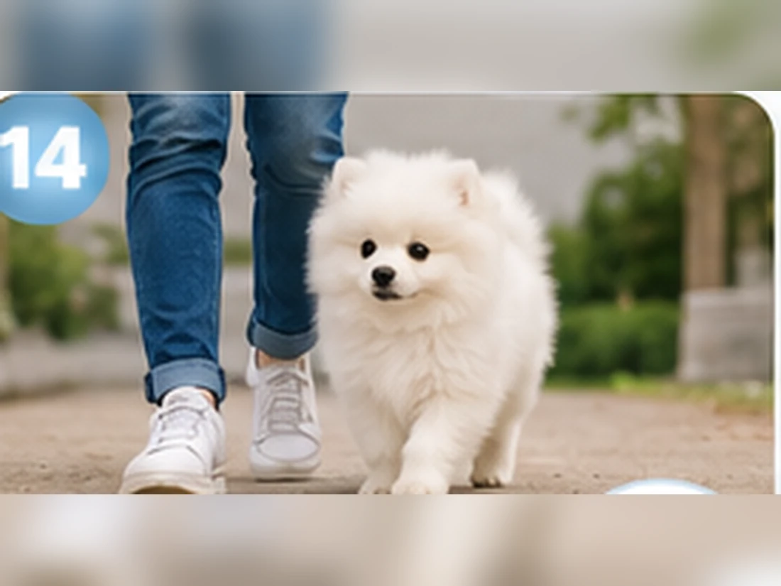 Weißer Pomeranian beim Training: Autofahren ohne Stress