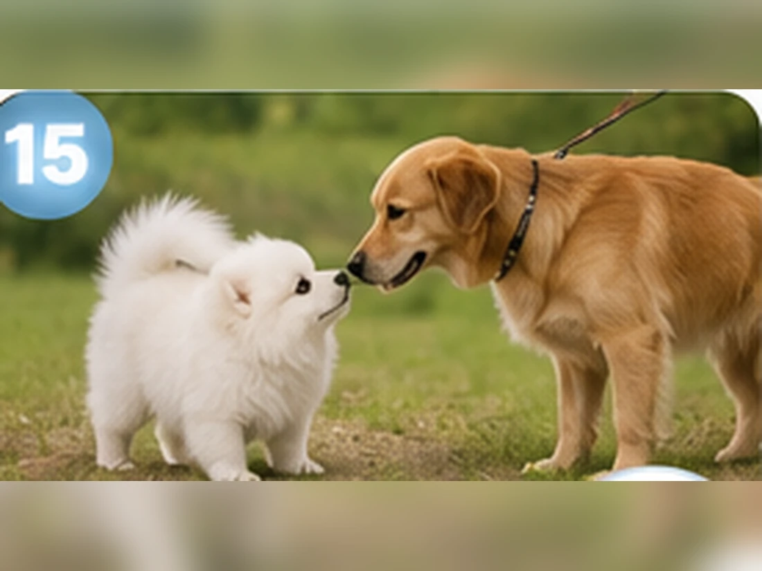 Weißer Pomeranian beim Training: Fokus bei Ablenkung