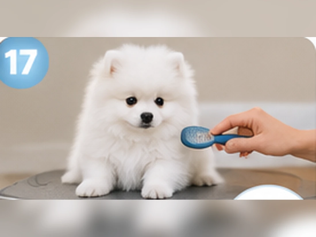 Weißer Pomeranian beim Training: Nahe Position