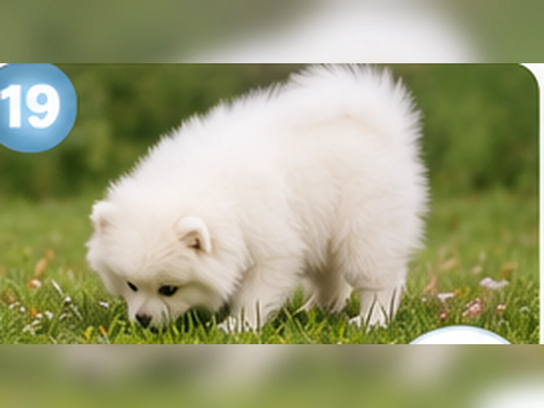 Weißer Pomeranian beim Training: Nasenarbeit