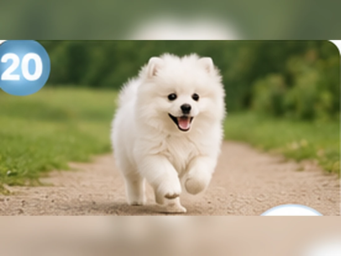 Weißer Pomeranian beim Training: Alltagstransfer